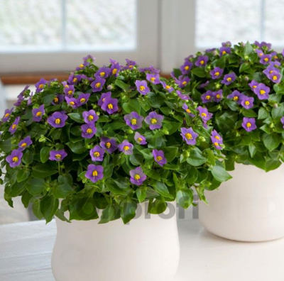 (п.ф.) Экзакум Роял Дейн Дип Блю, 1000 драже (№6-210)