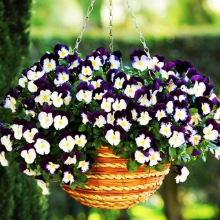 (п.ф.) Виола Кул Вейв Микс Бери Крим F1, 100 шт (№4-68)