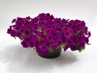 (п.ф.) Петуния Рамблин Виолет F1,