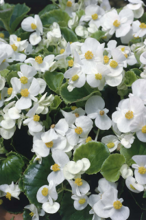 (п.ф.) Бегония Инферно Вайт F1, 100 драже (№6-579)