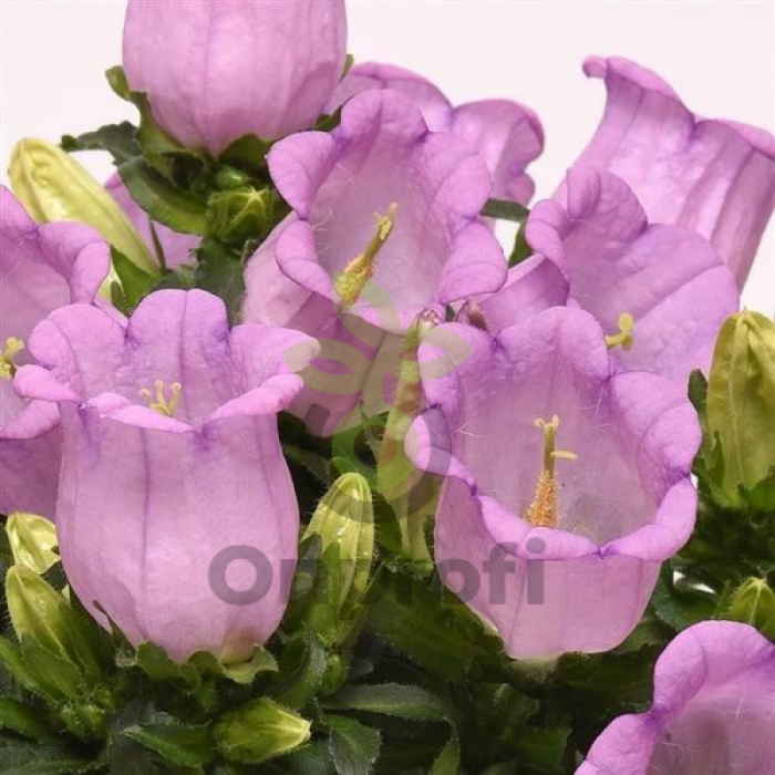 (п.ф.) Колокольчик Кампанелла Лавандер F1,