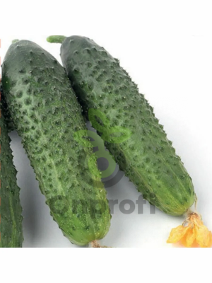 Огурец Прогресс F1,