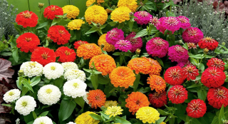 (п.ф.) Циния Циннита Микс F1,