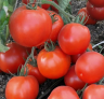 Томат Премьера F1