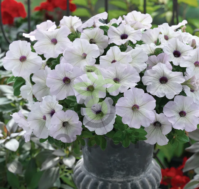 (п.ф.) Петуния Трилоджи Сильвер Блотч, 100 драже (№9-1-142)