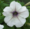 (п.ф.) Петуния Трилоджи Сильвер Блотч,