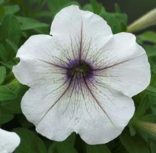 (п.ф.) Петуния Трилоджи Сильвер Блотч,