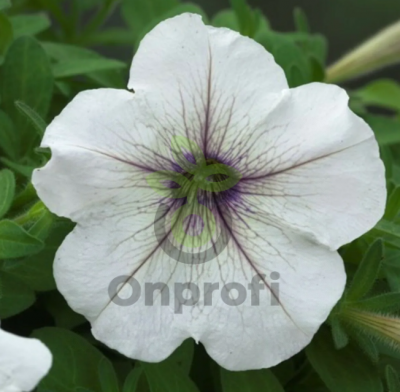 (п.ф.) Петуния Трилоджи Сильвер Блотч,