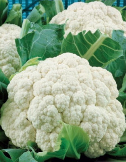 Капуста цветная Сноуболл 123, 0,5гр (фасовка)