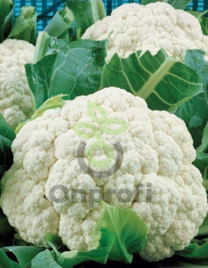 Капуста цветная Сноуболл 123, 0,5гр (фасовка)