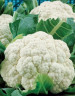 Капуста цветная Сноуболл 123, 0,5гр (фасовка)