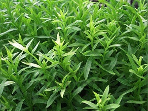 Эстрагон Гудвин, 0,1гр (фасовка)