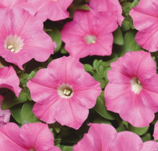 (п.ф.) Петуния Карпет Пинк F1, 100 шт (№9-5-8) Гавриш