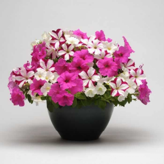 (п.ф.) Петуния Фьюзиблс О Ла Ла, 100 мультидраже (64)