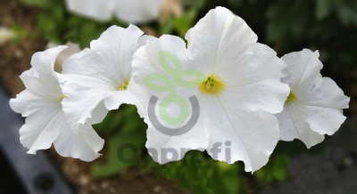 (п.ф.) Петуния Рамблин Вайт F1, 100 шт (№9-1-3)