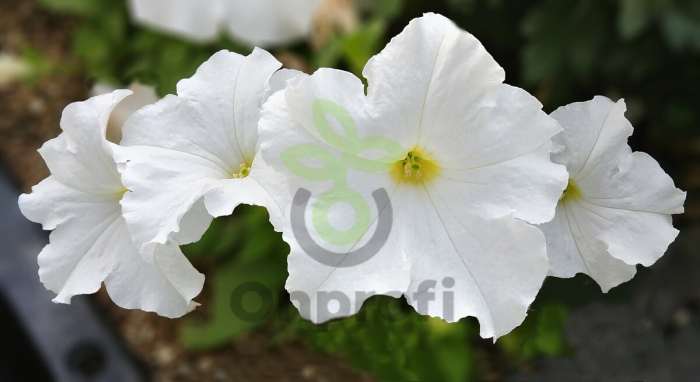 (п.ф.) Петуния Рамблин Вайт F1, 100 шт (№9-1-3)