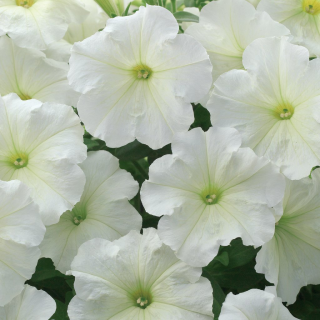 (п.ф.) Петуния Рамблин Вайт F1, 100 шт (№9-1-3)