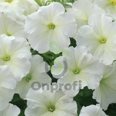 (п.ф.) Петуния Рамблин Вайт F1, 100 шт (№9-1-3)