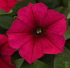 (п.ф.) Петуния Вейв Кармин Велюр F1, 100 драже (№9-1-52)