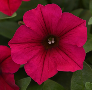 (п.ф.) Петуния Вейв Кармин Велюр F1, 100 драже (№9-1-52)