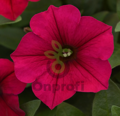 (п.ф.) Петуния Вейв Кармин Велюр F1, 100 драже (№9-1-52)