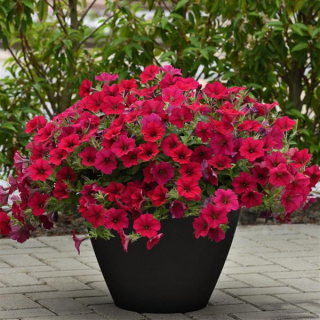 (п.ф.) Петуния Вейв Кармин Велюр F1, 100 драже (№9-1-52)
