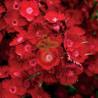 (п.ф.) Гвоздика Рокин Парпл, 100 драже (№6-274)