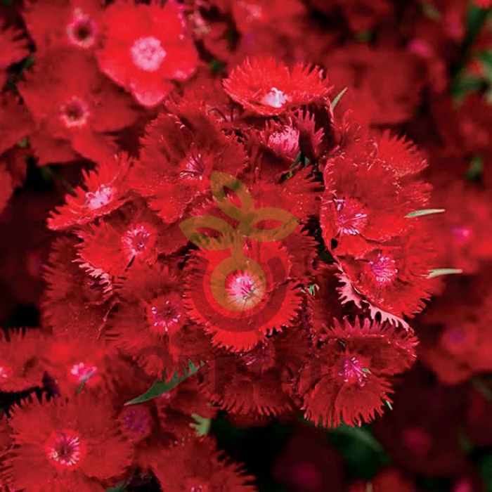 (п.ф.) Гвоздика Рокин Парпл, 100 драже (№6-274)