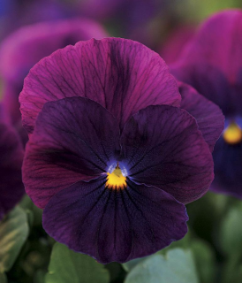 (п.ф.) Виола Кул Вейв Парпл F1, 1000 шт (№4-69)