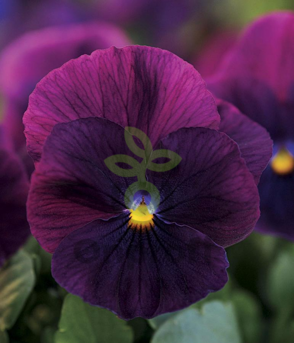 (п.ф.) Виола Кул Вейв Парпл F1, 1000 шт (№4-69)