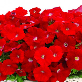 (п.ф.) Петуния Джоконда Ред F1,