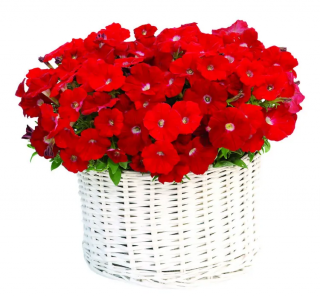 (п.ф.) Петуния Джоконда Ред F1,