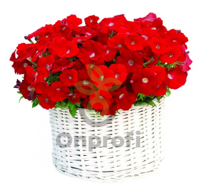 (п.ф.) Петуния Джоконда Ред F1,