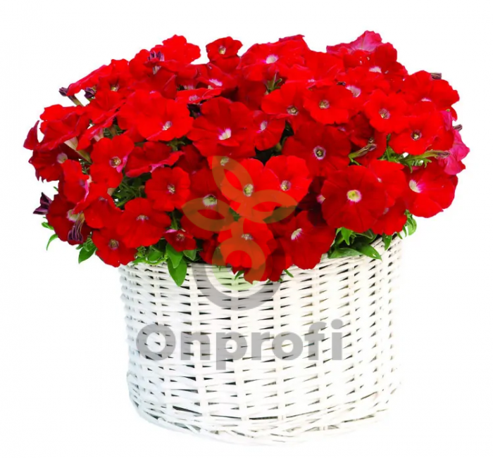 (п.ф.) Петуния Джоконда Ред F1,