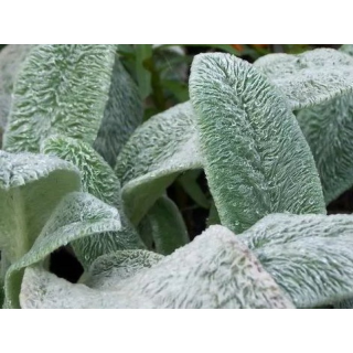 (п.ф.) Чистец Фёрби ,