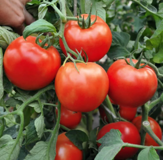 Томат Хабль F1,