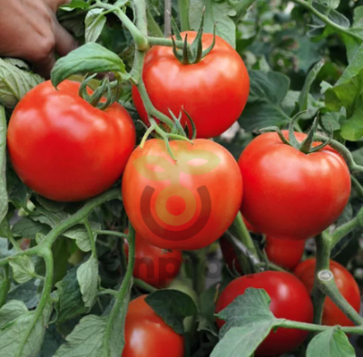 Томат Хабль F1,