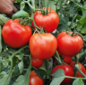 Томат Хабль F1,