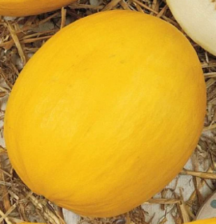 (м.ф) Дыня Золотистая, 1гр