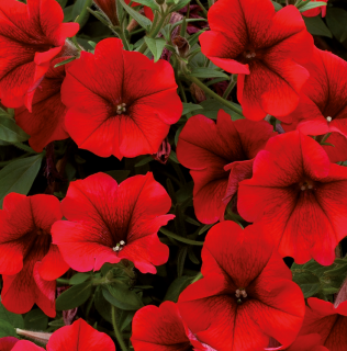 (п.ф.) Петуния Трилоджи Скарлет,