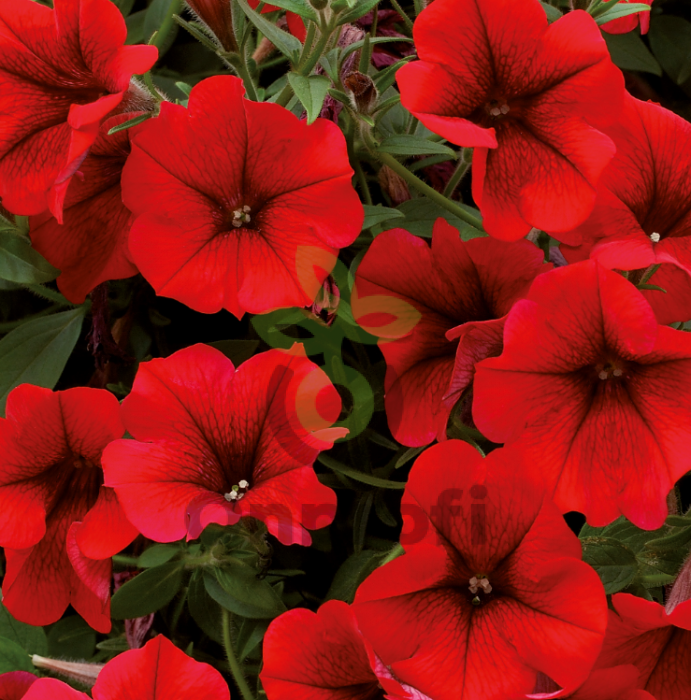 (п.ф.) Петуния Трилоджи Скарлет, 100 драже (№9-1-143)