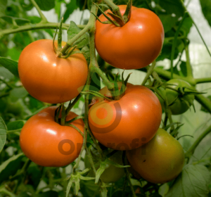 Томат Царская ветка, 0,5гр (фасовка)