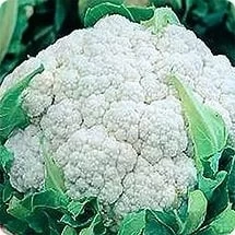 Капуста цветная Франсуаза, 500шт