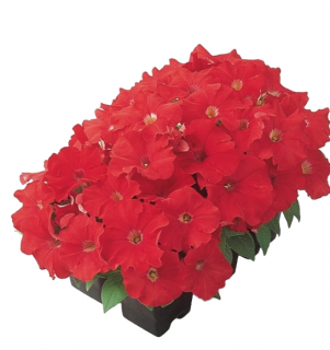 (п.ф.) Петуния Карпет Брайт Ред F1, 100 шт (№9-5-26) Гавриш