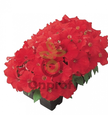 (п.ф.) Петуния Карпет Брайт Ред F1, 100 шт (№9-5-26) Гавриш