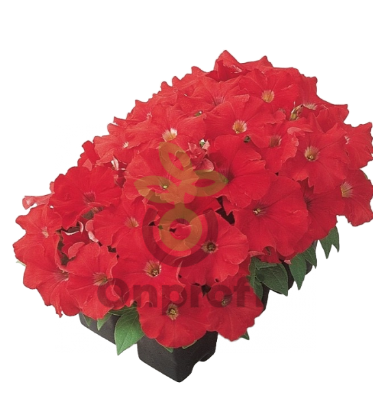 (п.ф.) Петуния Карпет Брайт Ред F1, 100 шт (№9-5-26) Гавриш