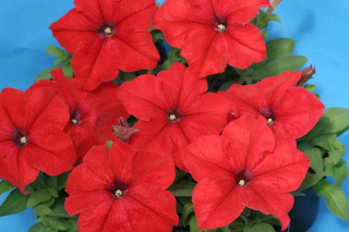 (п.ф.) Петуния Карпет Брайт Ред F1, 100 шт (№9-5-26) Гавриш