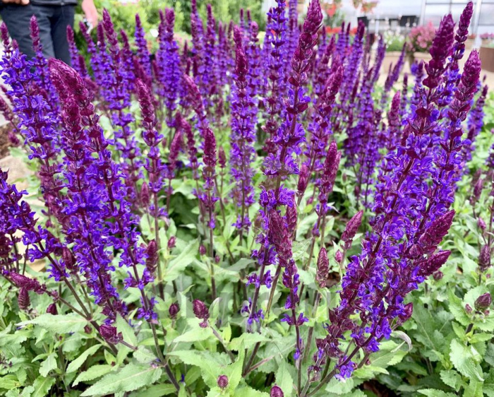 (п.ф.) Сальвия Сальватор Блю,