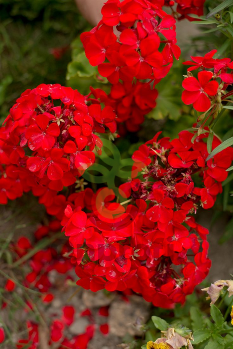 (п.ф.) Пеларгония Мультиблум Ред F1, 100 шт (№6-376)