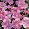 (п.ф.) Петуния Игл Пастель Пинк F1, 250 шт (№9-4-160)